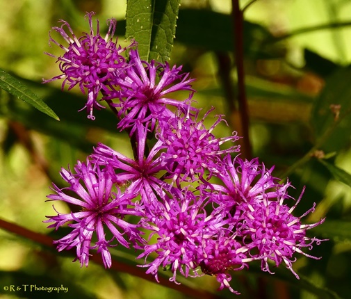 {Vernonia gigantea}
